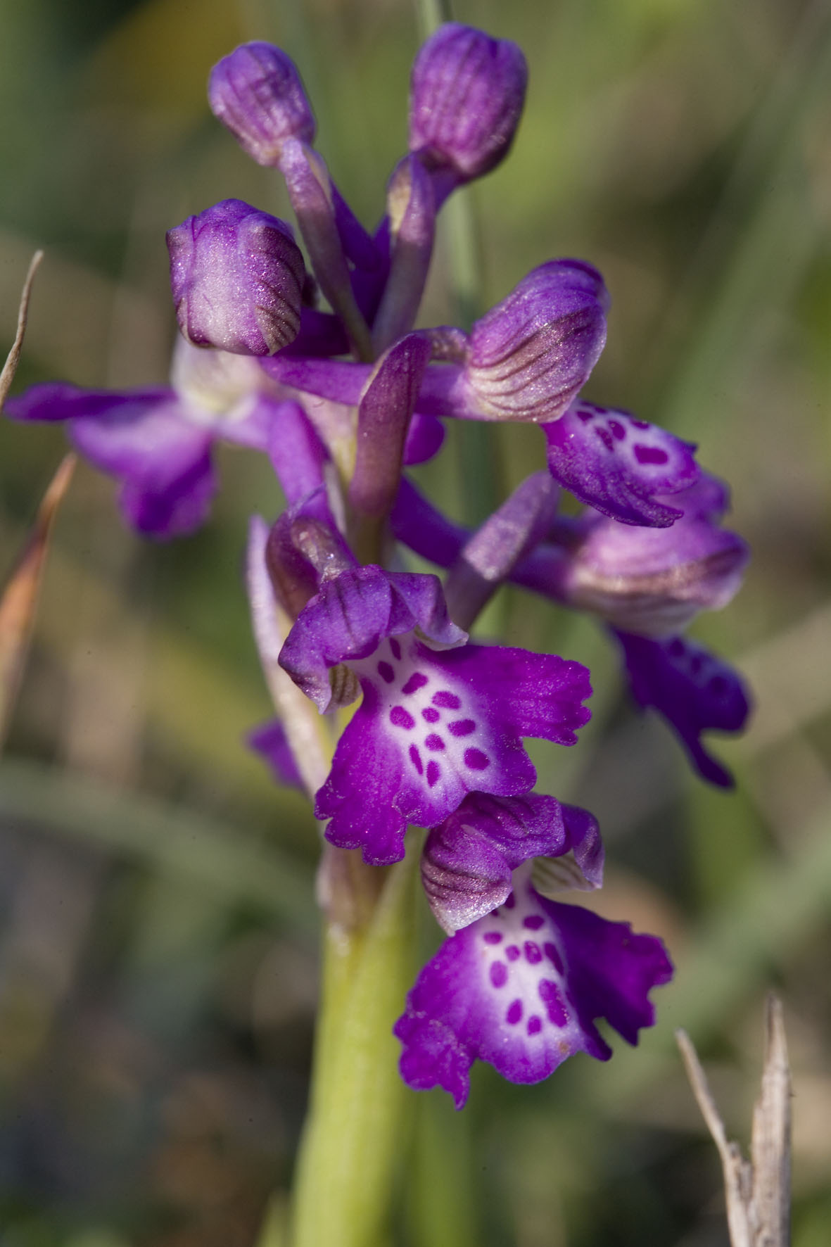 Orchis morio